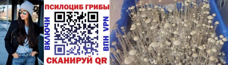 Купить где  Дагестанские Огни  Псилоцибиновые грибы Psilocybe 